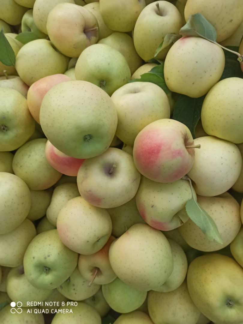 سیب صادراتی مهاباد